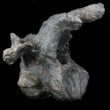 Stegosaurus Cervical Vertebra On Stand - Colorado #36086-1